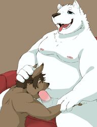 2016 anthro belly big_belly black_nose brown_body brown_fur canid canine donguri duo erection fur genitals hi_res humanoid_genitalia humanoid_hands humanoid_penis kemono male mammal moobs nipples oral penis polar_bear sex sitting tongue tongue_out ursid ursine white_body white_fur