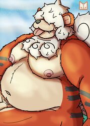 2021 anthro anthrofied belly cute_fangs genitals growlithe hi_res hisuian_growlithe male moobs navel nintendo nipples orange_body outside overweight overweight_male penis pokémon_(species) pokemon pokemon_legends:_arceus red_panda_mirr sitting solo tongue tongue_out white_body