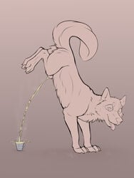 3:4 animal_genitalia bodily_fluids canid canine canis clyde_wolf digital_media_(artwork) feral fur genital_fluids genitals handstand hi_res looking_at_viewer male mammal nude open_mouth pee_in_a_cup peeing sheath simple_background smile solo urine urine_stream watersports