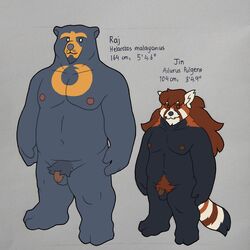 1:1 2021 absurd_res ailurid anthro balls belly duo flaccid genitals hi_res humanoid_genitalia humanoid_penis male mammal moobs navel nipples penis quasarbearcat red_panda simple_background slightly_chubby sun_bear text ursid ursine