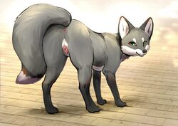 absurd_res animal_genitalia animal_pussy anus ass canid canine canine_pussy canis domestic_dog feet female feral fox fur genitals grey_fox hi_res looking_at_viewer mammal momou nude paws pussy simple_background smile solo toes urocyon