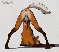 animal_genitalia animal_penis anus ass ass_up ball_tuft balls canid canine canine_penis digitigrade erection feral fur genitals hi_res jack-o'_pose knot male mammal maned_wolf orange_body orange_fur penis pose presenting quadruped septicemic_(artist) shaded simple_background solo tuft