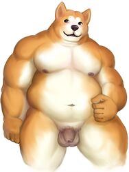 2021 3:4 anthro balls belly brown_body brown_fur canid canine canis domestic_dog flaccid fur genitals hi_res humanoid_genitalia humanoid_hands humanoid_penis kemono male mammal meguru_salmon moobs navel nipples overweight overweight_male penis shiba_inu simple_background solo spitz white_background white_body white_fur