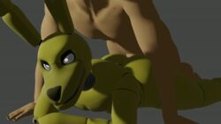 3d 3d_(artwork) anal anal_sex animated animatronic anthro anthro_on_anthro anthro_penetrated ass ass_up digital_media_(artwork) duo five_nights_at_freddy's from_behind_position gay gif human human_on_anthro human_penetrating human_penetrating_anthro interspecies lagomorph leporid living_machine lying male male/male male_on_anthro male_on_human male_only male_penetrated male_penetrating male_penetrating_male mammal on_front on_ground penetration penile penile_penetration penis_in_ass rabbit robot sex short_playtime springtrap springtrap_(fnaf) video_games yaoi yeahhotel