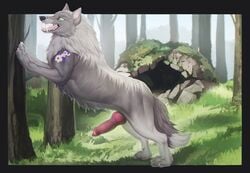 absurd_res animal_genitalia animal_penis canid canine canine_penis canis detailed_background erection fangs feral forest fur genitals grass grey_body grey_fur hi_res knot looking_at_viewer male male_only mammal nude okdrsutsu outside penis plant solo tree wolf