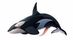 2021 cetacean delphinoid dinkysaurus erection feral genitals hi_res jett_(dinkysaurus) male mammal marine nude oceanic_dolphin orca penis presenting presenting_penis scar solo tapering_penis toothed_whale