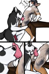 2:3 animal_genitalia animal_penis anthro anthro_on_anthro anthro_penetrated anthro_penetrating anthro_penetrating_anthro balls bodily_fluids canid canine canine_penis canis comic cum cum_in_mouth cum_inside cum_on_face dialogue domestic_dog duo english_text erection fellatio fingers fur genital_fluids genitals hair herding_dog hi_res husky knot licking male male/male male_penetrated male_penetrating male_penetrating_male mammal multicolored_body multicolored_fur nordic_sled_dog nude open_mouth oral oral_penetration pastoral_dog penetration penile penile_penetration penis penis_lick sex simple_background speech_bubble spitz text tongue tongue_out triku welsh_corgi white_background white_balls