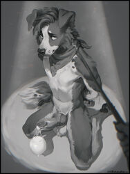 3:4 after_sex anthro arms_tied bdsm black_border bondage border border_collie bound canid canine canis collar collie condom domestic_dog filled_condom first_person_view hands_behind_back herding_dog hi_res kerchief kneeling kounalix leash leash_pull looking_at_viewer male mammal neckwear neckwear_only nude pastoral_dog sexual_barrier_device sheepdog solo spotlight
