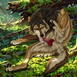1:1 auto_penis_lick balls black_nose bodily_fluids canid canine cum cum_in_mouth cum_in_own_mouth cum_in_self cum_inside feral fur genital_fluids genitals grass grey_body grey_fur hi_res licking male male_feral mammal masturbation msdeadsoul open_mouth oral oral_masturbation outside penile penile_masturbation penis plant rock self_lick solo taki_(taki-wolf) tan_balls tan_body tan_fur tongue yellow_eyes