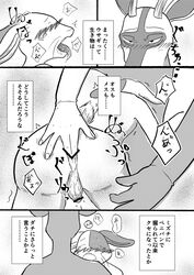 anal anal_fingering anthro anus balls beastars blush comic domestic_rabbit duo fingering genitals harlequin_rabbit hi_res japanese_text k_hashiba lagomorph leporid male male/male mammal mizuchi's_boyfriend_(beastars) monochrome nude oryctolagus penis rabbit text translation_request