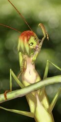 arthropod insect_girl insects mantis mantis_girl monster_girl praying_mantis