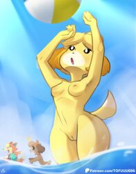 animal_crossing anthro audie_(animal_crossing) ball beach beach_ball breasts canid canine canis casual_nudity clothing digby_(animal_crossing) domestic_dog female genitals group hi_res inflatable isabelle_(animal_crossing) male mammal nintendo nipples non-human_areolae nude one-piece_swimsuit outside pussy solo_focus stolen_clothing swimwear tofuuu trio wolf