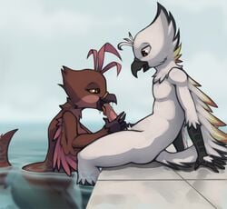 anthro avian bird duo fellatio female fenix hi_res male male/female marsminer oral vetica water