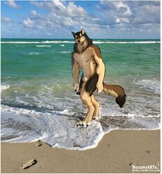 2021 animal_genitalia anthro beach black_body black_fur brown_body brown_fur canid canine canis casual_nudity digitigrade fully_sheathed fur genitals hi_res male male_only mammal multicolored_body multicolored_fur nozomyarts pawpads paws photo_background seaside sheath solo tan_body tan_fur wagwolftail wolf yellow_eyes