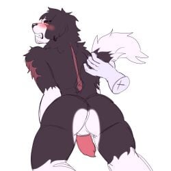 1:1 anthro border_collie brat_taming canid canine canis collie disembodied_hand domestic_dog duo herding_dog hi_res male male/male mammal parker(zenmto_00) pastoral_dog raised_tail scar sheepdog simple_background solo_focus tail tail_grab white_background zenmto_00