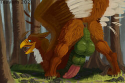 2021 animal_genitalia anus ass avian backsack balls big_balls brown_body brown_feathers brown_fur digital_media_(artwork) erection feathered_wings feathers feral forest forest_background fur genitals granistad green_body green_scales gryphon knot knot_in_sheath looking_at_viewer looking_back looking_back_at_viewer male mythological_avian mythology nature nature_background open_mouth outside perineum plant presenting presenting_hindquarters pur3 scales sheath solo teavern tree white_body white_feathers white_fur wings