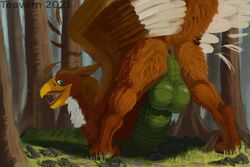 2021 anus ass avian backsack balls big_balls brown_body brown_feathers brown_fur digital_media_(artwork) feathered_wings feathers feral forest forest_background fur genitals granistad green_body green_scales gryphon looking_at_viewer looking_back looking_back_at_viewer male mythological_avian mythology nature nature_background open_mouth outside perineum plant presenting presenting_hindquarters pur3 scales solo teavern tree white_body white_fur wings
