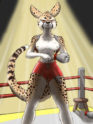 anthro big_penis bottomwear boxer_(disambiguation) boxing_gloves breasts cheetah clothing dominant dominant_intersex felid feline fighting_ring futanari genitals handwear herm hi_res intersex jammyjams kangaroo light lighting macropod mammal marsupial penis shorts solo