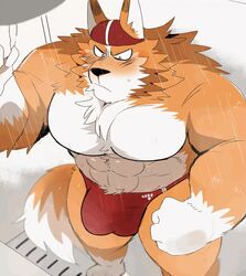 1boy 2020 animated anthro barazoku bathing_cap big_bulge big_muscles black_nose blush bulge canid canine canis clothed clothing domestic_dog fur genitals hi_res high-angle_view humanoid_hands hyaku_(artist) male male_only mammal muscular muscular_anthro muscular_male orange_body orange_fur penis solo speedo standing swimwear tenting throbbing throbbing_penis topless wet white_body white_fur