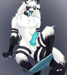 anonymous_artist anthro axi_(character) balls blue_eyes blue_penis blue_tongue canid canine canis clothed clothing collar domestic_dog feet genitals hair hi_res long_hair looking_down male mammal nordic_sled_dog partially_clothed penis piercing samoyed solo spitz tail tongue tongue_out underwear underwear_down white_body