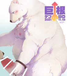 2021 anthro belly big_dick_day big_penis blush censored erection fur genitals hi_res hijirinoyuta humanoid_genitalia humanoid_hands humanoid_penis kemono male mammal moobs nipples overweight overweight_male penis polar_bear solo_focus ursid ursine white_body white_fur