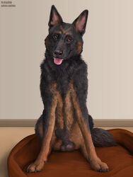 2020 3:4 anatomically_correct anatomically_correct_genitalia animal_genitalia balls canid canine canis claws detailed detailed_fur digitigrade domestic_dog feral finger_claws fully_sheathed genitals german_shepherd harper_(harpershep) herding_dog hi_res male mammal pastoral_dog photorealism quadruped realistic shaded sheath sitting solo text tongue tongue_out url virtyalfobo