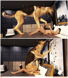 ballbusting canid canine canis cock_and_ball_torture cowgirl_position domestic_dog duo feral from_front_position genital_torture german_shepherd herding_dog hi_res human human_on_feral human_penetrating male male/male male_on_feral mammal on_bottom on_top pastoral_dog penetration power_bottom sex size_difference stepping_on_balls text url vulpineadonis zoophilia