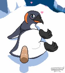 ambiguous_gender animal_genitalia animated avian bird black_body black_feathers cloaca cloacal cloacal_penetration dynablade_savior feathers feral feral_penetrated genitals heart hi_res male male/ambiguous outside penetration penguin short_playtime short_tail tagme white_body white_feathers zoophilia