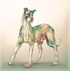 2021 animal_genitalia animal_penis balls canid canine canine_penis canis domestic_dog erection feral genitals great_dane hi_res knot male mammal mastiff molosser penis s00t simple_background solo spots