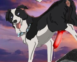 2021 alex_(frostybits) anatomically_correct animal_genitalia animal_penis anus bodily_fluids border_collie canid canine canine_penis canis collar collie cum cum_drip domestic_dog dripping erection feral genital_fluids genitals herding_dog holidaypup knot male mammal pastoral_dog penis sheepdog solo