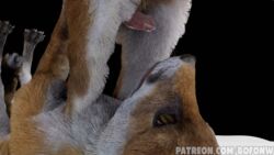 16:9 3d_(artwork) ambiguous_gender animal_genitalia animal_penis bofonw canid canine canine_penis digital_media_(artwork) duo erection feral fox genitals lying male male/ambiguous mammal on_back penis pupils realistic red_fox slit_pupils widescreen