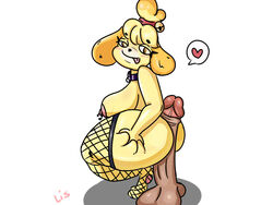 4:3 animal_crossing anthro big_penis clothing female fishnet fishnet_legwear genitals hot_dogging huge_cock human isabelle_(animal_crossing) legwear lis mammal nintendo nipple_piercing nipples penis piercing vein veiny_penis video_games