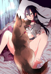 2020 areola bed bedroom blush bodily_fluids breasts breath canid canine canis clothed clothing collar detailed_background domestic_dog drooling duo ear_piercing exposed_breasts eye_contact feet female female_on_feral feral furniture german_shepherd hair haison_yagi herding_dog hi_res human human_on_feral inside interspecies long_hair looking_at_another lying mammal messy_hair missionary missionary_position nipples on_back on_bed open_mouth partially_clothed pastoral_dog piercing quadruped raised_clothing raised_shirt raised_topwear saliva shirt spread_legs spreading sweat tongue tongue_out topwear yellow_eyes zoophilia