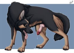 anatomically_correct anatomically_correct_genitalia anatomically_correct_penis animal_genitalia animal_penis balls black_body black_fur black_nose blue_background bodily_fluids brown_body brown_fur canid canine canine_penis canis cheek_tuft chest_tuft claws dewclaw digitigrade domestic_dog dripping erection facial_tuft fangs feral finger_claws fur genital_fluids genitals german_shepherd harper_(harpershep) herding_dog hybernation inner_ear_fluff knot letterbox looking_at_viewer male male_only mammal open_mouth pastoral_dog penis precum precum_drip presenting presenting_penis quadruped shaded sharp_teeth signature simple_background solo standing teeth toe_claws tongue tongue_out tuft