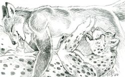 2008 69_position anthro anthro_on_anthro anthro_on_top balls black_ears canid canine cheetah claws closed_eyes duo ears_back erection felid feline fellatio fox fur genitals gloves_(marking) graphite_(artwork) hands_on_hips heather_bruton low_res male male/male male_on_bottom male_on_top mammal markings nude on_bottom on_top oral pencil_(artwork) penile penis pivoted_ears sex side_view signature smile spots spotted_body spotted_fur traditional_media_(artwork) whiskers