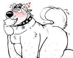 <3_eyes 2021 anthro ass balls belly blush campfire_donut canid canine canis clothing collar cute_fangs domestic_dog duo genitals hat headgear headwear heart hi_res male male/male mammal moobs nipples oral overweight overweight_male penis simple_background solo_focus tail_motion tailwag white_background