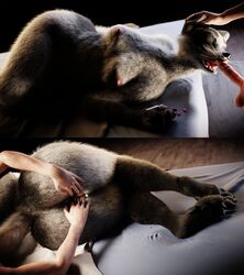 3d_(artwork) absurd_res anthro ascaniololololol ass balls barefoot bed breasts canid canine canis claws closed_eyes digital_media_(artwork) domestic_dog duo erection feet female fingers fur furniture genitals hi_res human interspecies limp lying male male/female mammal nipples nude open_mouth paws penis pussy sex sleep_sex sleeping toes tongue unconscious