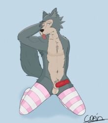 animal_genitalia animal_penis anthro armpit_hair balls beastars body_hair canid canine canine_penis canis clothing copinlighter fur genitals grey_body grey_fur hi_res legoshi_(beastars) legwear looking_at_viewer male male_only mammal one_eye_closed penis pink_clothing scar solo solo_male tan_body tan_fur thigh_highs tongue tongue_out wolf