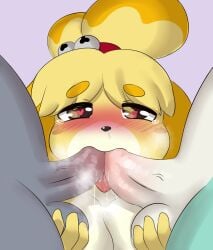 animal_crossing anthro ball_fondling balls biped blonde_hair breasts canid canine canis domestic_dog fellatio female female_penetrated fondling genitals group group_sex hair heart_eyes heart_symbol hi_res isabelle_(animal_crossing) male male/female male_penetrating male_penetrating_female mammal mr-shin nintendo nude oral penetration penile penis raymond_(animal_crossing) sasha_(animal_crossing) sex shih_tzu thick_thighs threesome toy_dog yellow_body