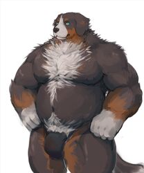 2021 anthro belly bernese_mountain_dog black_body black_nose brown_body bulge canid canine canis clothing domestic_dog fd-caro fur hi_res humanoid_hands male mammal molosser moobs mountain_dog navel nipples overweight overweight_male simple_background solo swiss_mountain_dog underwear white_background white_body white_fur