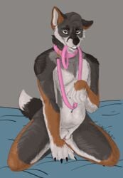 2021 anthro bed bedroom_eyes black_fingernails brown_body brown_eyes brown_fur canid canine canis clitoris collar coyote cuntboy eyebrows fingernails fur furniture furry genitals grey_body grey_fur highres intersex kneeling kneeling_on_bed leash leash_and_collar leash_in_mouth limp_wrist looking_at_viewer mammal nails narrowed_eyes nude object_in_mouth on_bed pink_leash pussy seductive sharp_fingernails sharp_nails silvernjack smile solo teeth toothy_grin white_fur