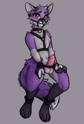 2021 ankle_cuffs anthro balls blush blvejay bondage bondage bound canid canine collar cuffs_(clothing) embarrassed erection genitals harness humanoid_genitalia humanoid_penis looking_at_viewer male mammal muzzle_(object) penis restraints shackles shaded simple_background solo wrist_cuff