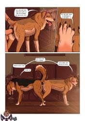 absurd_res after_transformation animal_genitalia animal_vulva anus ass_to_ass australian_shepherd balls bestiality black_balls bow_ribbon canid canine canine_genitalia canine_vulva canis cheek_tuft close-up comic dialogue domestic_dog duo facial_tuft female feral feral_on_feral feral_penetrated fluffy fluffy_tail furniture genitals herding_dog hi_res human human_on_feral human_penetrating human_penetrating_feral human_to_feral interspecies jake_(parooty) knotting male male/female mammal mey_(parooty) mid_transformation neck_tuft parooty pastoral_dog penetration raised_tail sex shaking sheepdog shocked side_view sofa species_transformation tail talking_feral transformation tuft vaginal vaginal_knotting vaginal_penetration vulva