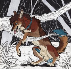 anal anal_masturbation anal_penetration animal_genitalia animal_penis balls black_claws black_nose blue_collar blue_eyes blue_penis blue_tail_tip bodily_fluids brown_body brown_fur brown_tail canid canine canine_genitalia canine_penis canis claws collar coyote dildo dildo_in_ass dildo_insertion dildo_sitting dipstick_tail ear_piercing ear_ring erection feral fur genital_fluids genitals heatherwolf hi_res knot knot_in_sheath knotted_dildo male mammal markings masturbation object_in_ass penetration penis piercing precum ring_piercing sex_toy sex_toy_in_ass sex_toy_insertion sheath solo tail tail_markings tongue tongue_out whiskers white_balls