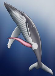 2021 animal_genitalia animal_penis anus baleen_whale big_penis blue_background blue_eyes bubble cetacean cetacean_penis countershading dolorcin erection feral fin genitals gradient_background grey_body huge_cock humpback_whale long_penis male mammal marine penis pink_penis presenting presenting_penis signature simple_background solo tapering_penis tentacle_penis underwater water whale white_body white_countershading