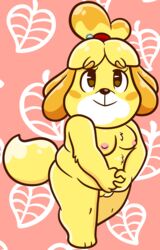 2021 accessory animal_crossing anthro areola breasts canid canine canis chubby_female domestic_dog female genitals hair_accessory hair_tie hair_tied hi_res isabelle_(animal_crossing) mammal nintendo nipples nude pussy shih_tzu sinribbons slightly_chubby solo toy_dog video_games