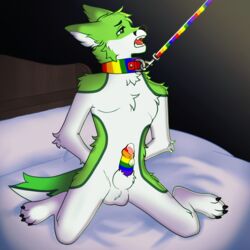 animal_genitalia animated anthro balls bed black_nose bodily_fluids canid canine canis collar cum cum_on_penis digital_media_(artwork) fidget_the_fox fox fruitbrat_artist fur furniture gay genital_fluids genitals green_body green_eyes green_fur hair kneeling leash male male_solo mammal multicolored_leash multicolored_penis open_mouth penis rainbow_collar rainbow_leash rainbow_penis simple_background solo tail_motion tailwag teeth white_body white_fur