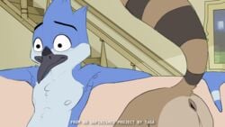 2boys animated anthro avian furry gay genitals implied_fellatio implied_sex male male/male male_only mordecai_(regular_show) raccoon regular_show rigby_(regular_show) taga unfinished yaoi