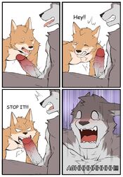 absurd_res angry anthro ash_(dirittle) bodily_fluids bon_(dirittle) brother brothers canid canine canis closed_eyes comic dirittle duo erection fellatio fur genital_fluids glans_biting grey_body grey_fur hi_res incest male male/male mammal oral orange_body orange_fur penile penis_biting precum screaming sex sibling teeth tongue tongue_out wolf yaoi