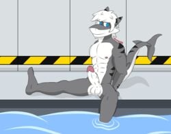 admiralbruh1897 anthro balls blue_eyes changed_(video_game) feet fish genitals grey_body hair hi_res humanoid looking_at_viewer male marine multicolored_body muscular muscular_male nipples penis shark shark_(changed) shark_tail sitting solo stripes tiger_shark_(changed) water white_body white_hair